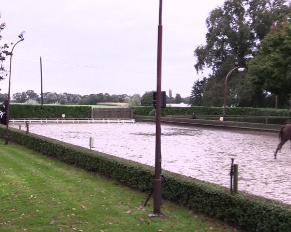 Reitturnier Kirchhellen-RSV Zur Linde 2021