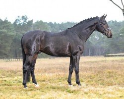 stallion Trussardi (Westphalian, 2019, from Top Gear)