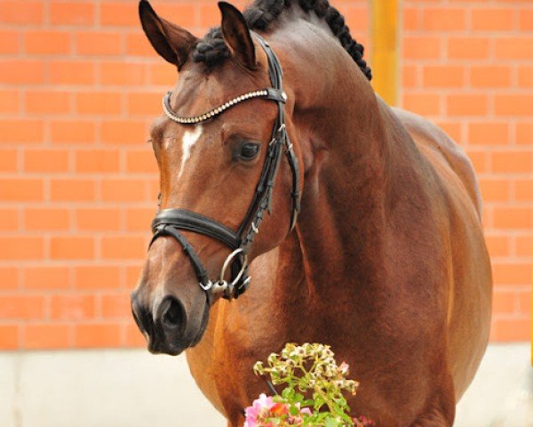 stallion Schäplitzer (Trakehner, 2018, from His Moment)