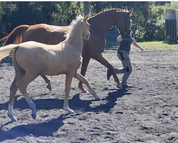 horse Ponymims Glanzstück (German Riding Pony, 2023, from Genesis BL)