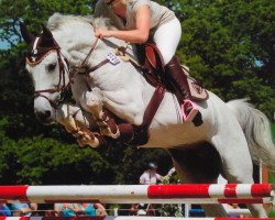 jumper Genesis 68 (German Warmblood, 1995, from Grandel)