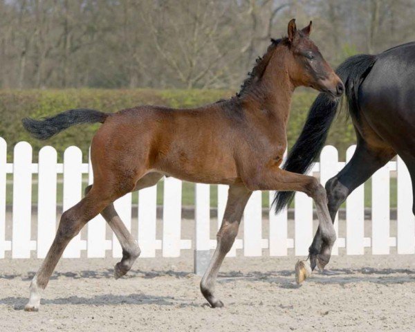 Pferd Beethoven (Westfale, 2021, von Belantis II)