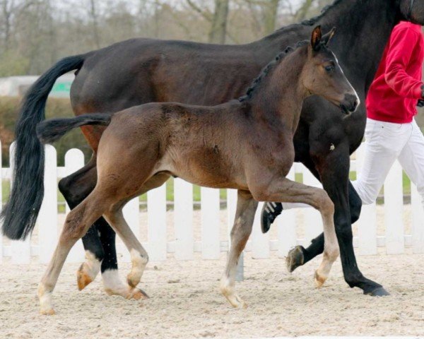 horse Tabaluga (Westphalian, 2022, from Total Diamond PS)