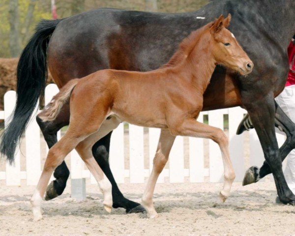 horse LKS Final Edition (Westphalian, 2022, from Floris Prince)