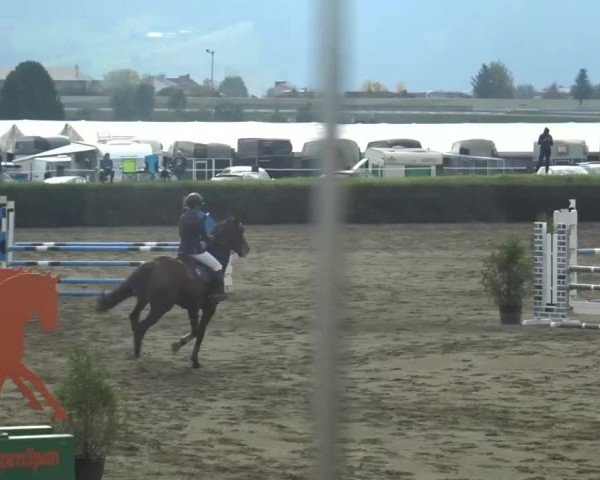 Reitturnier Sachendorf 2023