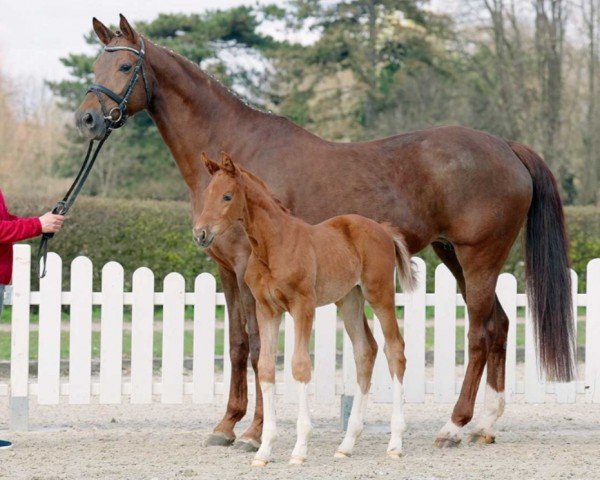 broodmare Donata (Westphalian, 2014, from Don Nobless)