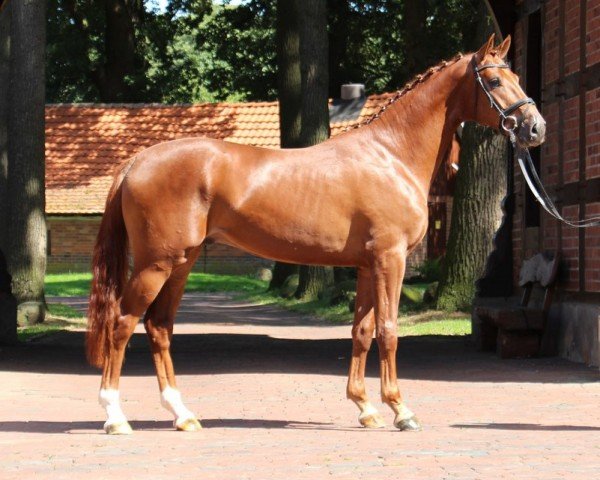 horse Baldassarini (Hanoverian, 2012, from Belstaff)