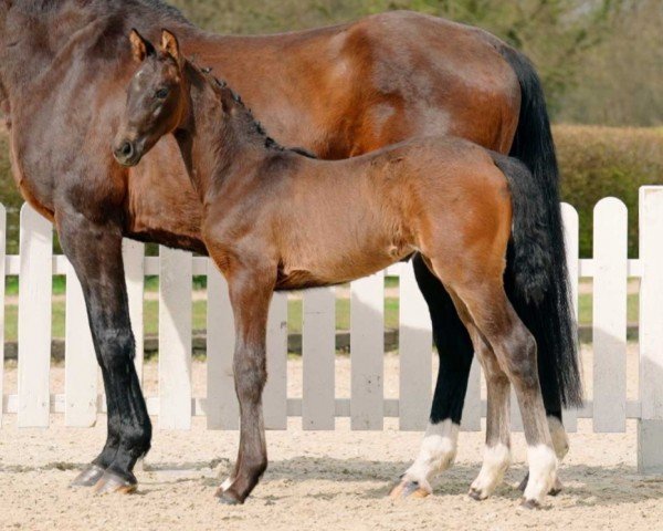 Pferd My Dream (Westfale, 2022, von Majestic Taonga)