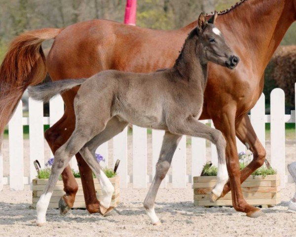 Pferd Saphira (Westfale, 2022, von Secret Game)