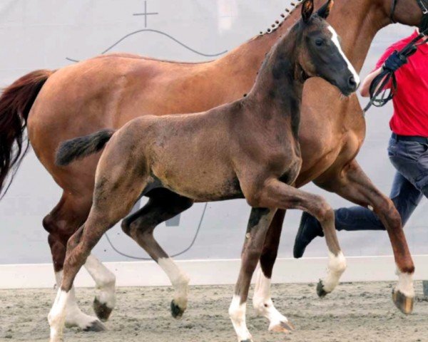 Pferd Hengst von Diamantenglanz / Feinsinn (Westfale, 2023, von Diamantenglanz)
