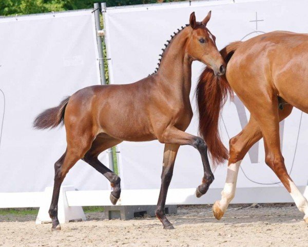 horse Escada K (Westphalian, 2023, from Extra Gold)