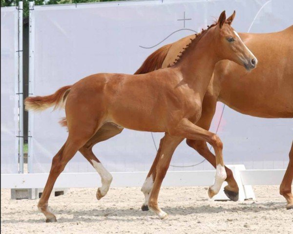 horse Stute von Fanegro / Escolar (Westphalian, 2023, from Fanegro)