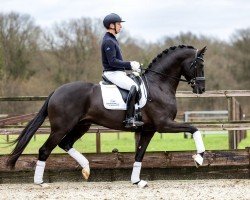 stallion Fanegro (Oldenburg, 2019, from Farrell)