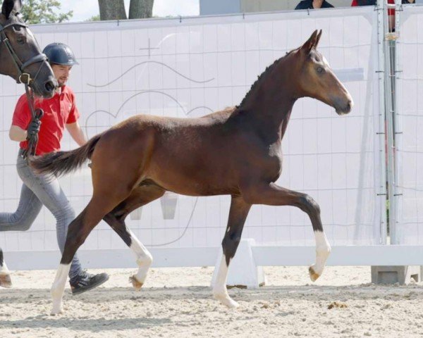 horse Emotion (Westphalian, 2023, from Escaneno)