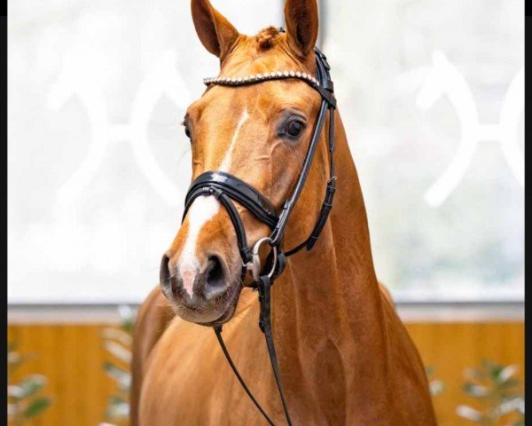 horse Fiesta (Rhinelander, 2019, from Feinrich)