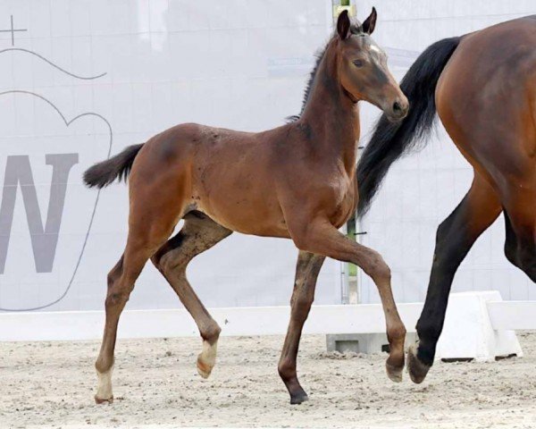 horse Top Gun (Westphalian, 2023, from Total Diamond PS)