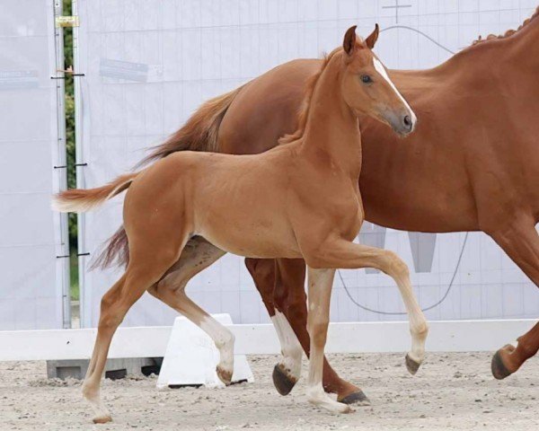 horse Fabulous (Westphalian, 2023, from Fanegro)
