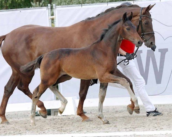 horse Hengst von Diamantenglanz / Quantensprung (Westphalian, 2023, from Diamantenglanz)