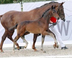 Pferd Hengst von Diamantenglanz / Quantensprung (Westfale, 2023, von Diamantenglanz)