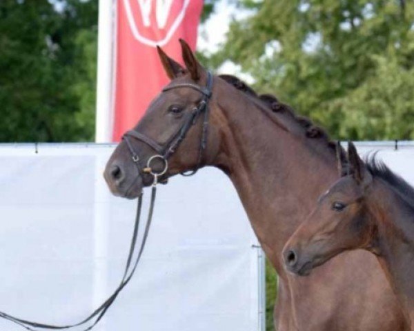 broodmare Quitte 30 (Westphalian, 2017, from Quantensprung 3)