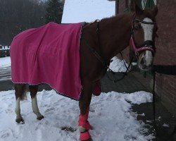 jumper Heras van 't Verahof (Belgian Warmblood, 2007, from Carabas van de Wateringhoeve)