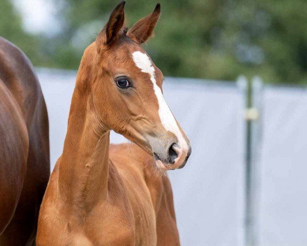 horse Finest Delight B (Westphalian, 2023, from Fuechtels Floriscount OLD)