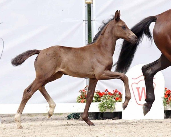 horse Eminenz (Westphalian, 2023, from Escamillo)