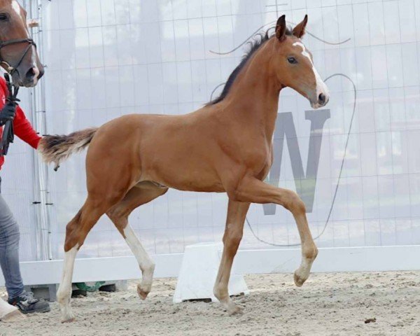horse Eastside (Westphalian, 2023, from Escaneno)