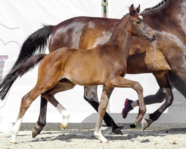 Pferd Sportsfreund (Westfale, 2022, von Secret Game)