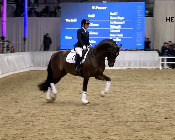 Online Hengstschau Helgstrand 2024