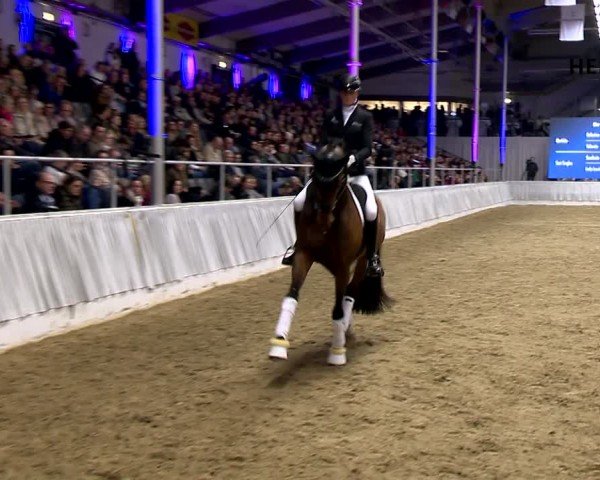 Online Hengstschau Helgstrand 2024