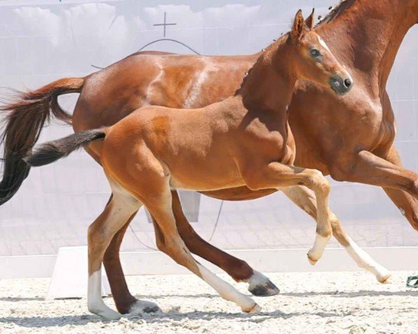 Pferd Hengst von Secret Game (Westfale, 2023, von Secret Game)