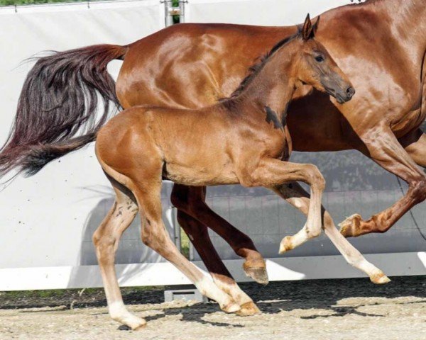 horse Hengst von Secret Game / Belissimo M (Westphalian, 2022, from Secret Game)