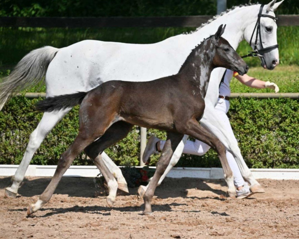 Pferd Bernarda (Deutsches Sportpferd, 2022, von Belantis II)