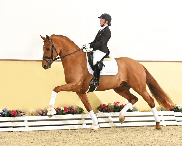 stallion Seacrest (Hanoverian, 2021, from Secret)