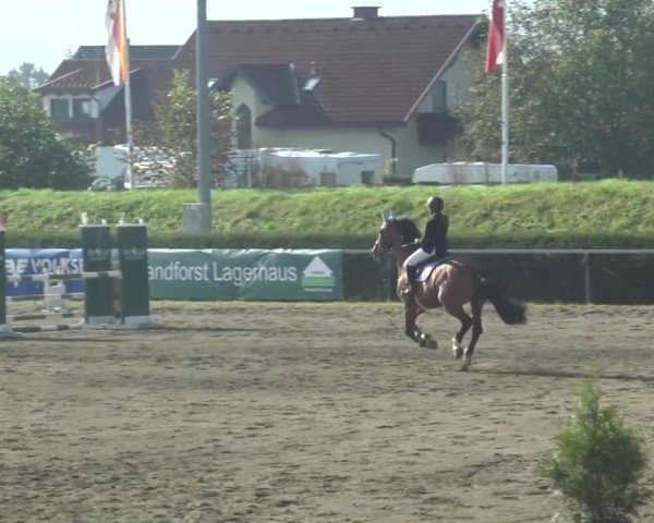 Reitturnier Sachendorf 2023