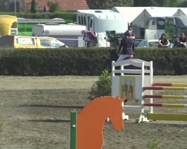 Reitturnier Sachendorf 2023