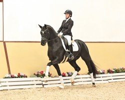 Deckhengst True Hope PS (Oldenburger, 2021, von Total Hope OLD)