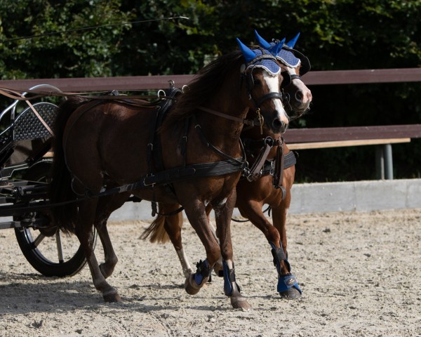 Springpferd Lucy 705 (Deutsches Reitpony, 2009, von Timesquare)