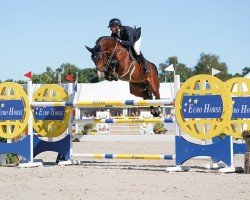 stallion Chaloubino PS OLD (Oldenburg show jumper, 2017, from Chacoon Blue)