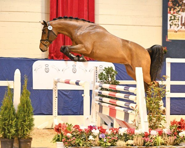 stallion Everett (Oldenburg show jumper, 2021, from Emerald van 't Ruytershof)