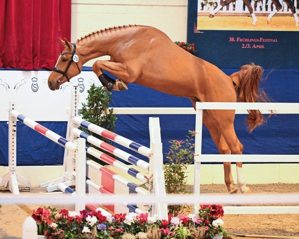 stallion Pascadell (KWPN (Royal Dutch Sporthorse), 2021, from Pegase van 't Ruytershof)