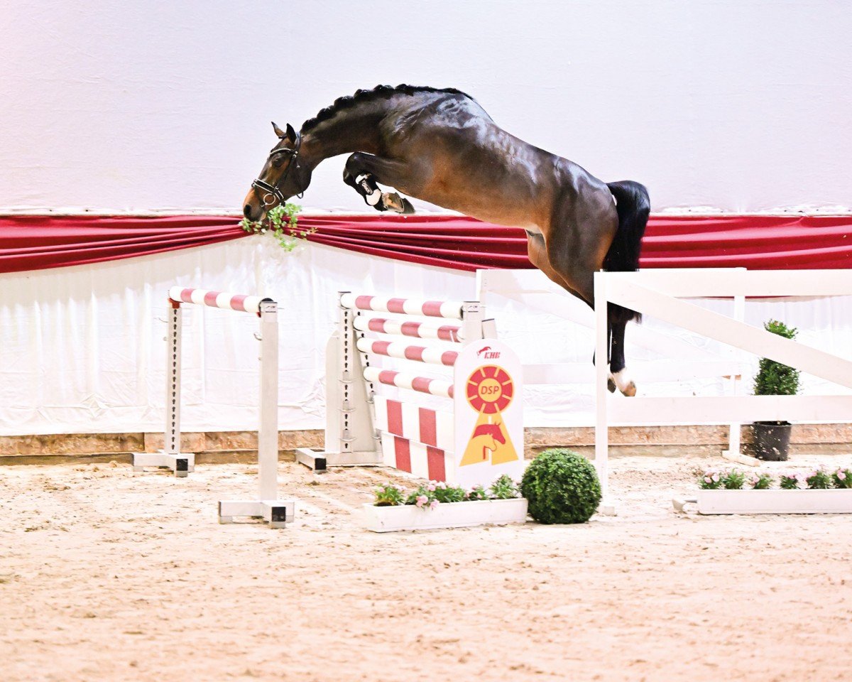 stallion Uricon (German Sport Horse, 2021, from Uricas van de Kattevennen)