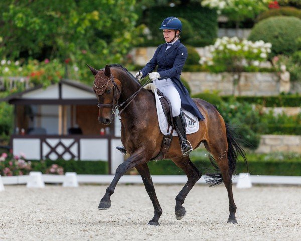 dressage horse Frandanus (Oldenburg, 2014, from Franziskus FRH)