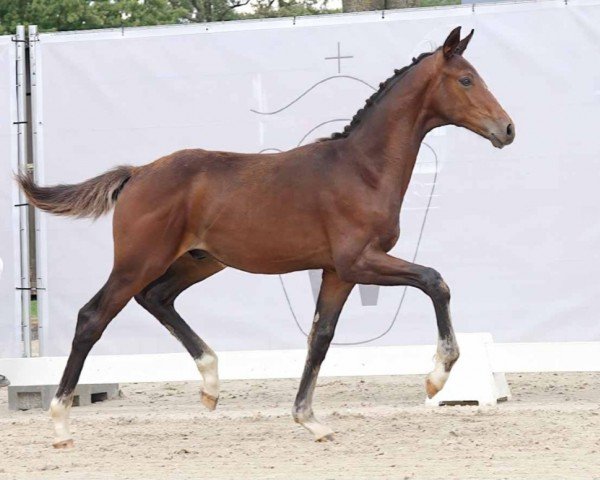 Pferd Zodiac (Westfale, 2023, von Zoom)