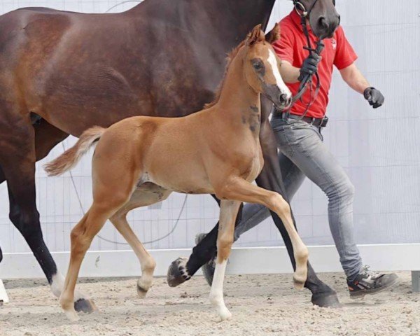 horse Bambi (Westphalian, 2023, from By your Side 3)