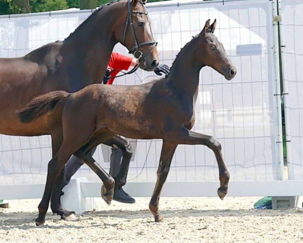 horse First Love (Westphalian, 2023, from First Deal)