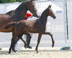 horse First Love (Westphalian, 2023, from First Deal)