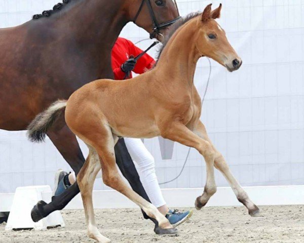 horse Voster (Westphalian, 2023, from Vitalis)