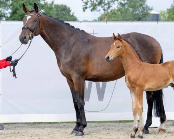 broodmare Junifürstin (Oldenburg, 2017, from Fürstenball)